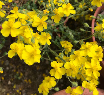 Helianthemum oelandicum ssp piloselloides